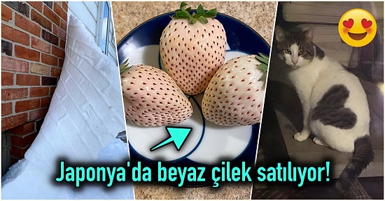 Hep Aynı Şeyleri Görmekten Sıkılanları İlginçliğe Doyuracak Birbirinden Acayip 15 Yeni Görsel