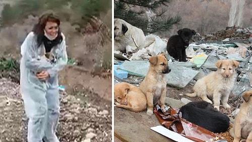 7 Köpek Can Verdi! Ankara'da Sokak Köpekleri Dağlık Alanda Ölüme Terk Edildi