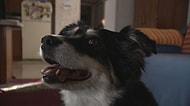 ABD'de Lulu İsimli Köpek 5 Milyon Dolarlık Mirasın Sahibi Oldu