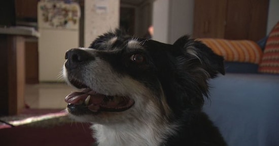 ABD'de Lulu İsimli Köpek 5 Milyon Dolarlık Mirasın Sahibi Oldu