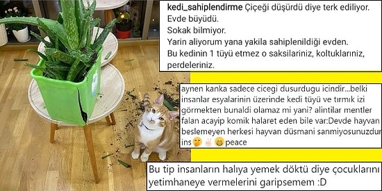 Çiçek Düşürdüğü İçin Kedisini Terk Eden Kişiyi Savunanlar ve Buna Tepki Gösterenler Karşı Karşıya Geldi