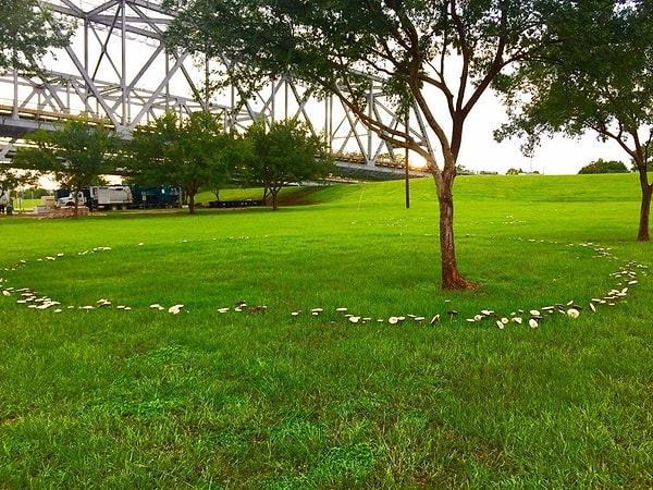 9. Почему-то грибы выросли вокруг этого дерева