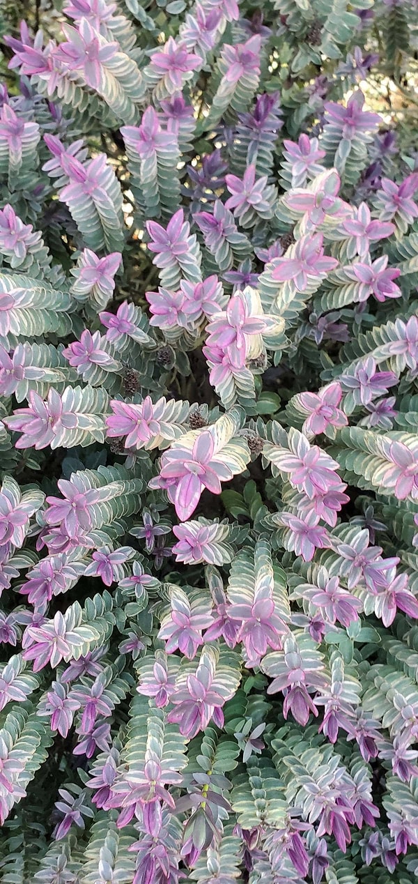 10. Растение, которое выглядит, как 3D