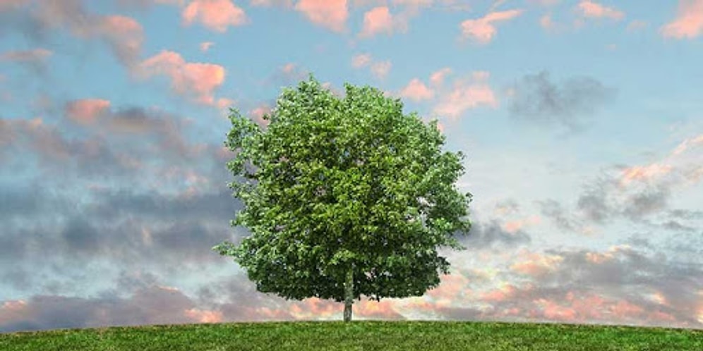 Bu Test Günlük Alışkanlıklarına Göre Doğaya Ne Kadar Saygılı Olduğunu Söylüyor!