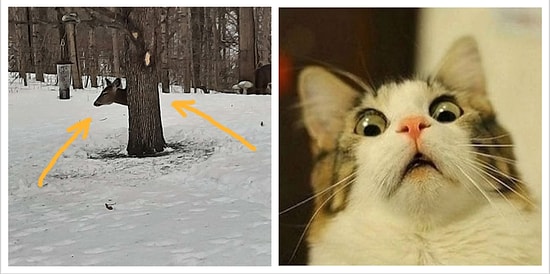 Весь Интернет ломает голову: Как этому оленю удалось уместиться за деревом?