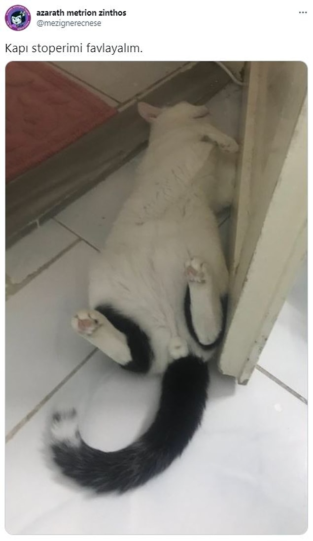 14. Kullanışlı bi kedi.