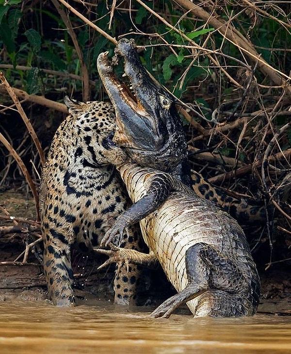 6. Bir timsahı acımasızca avlayan jaguar: