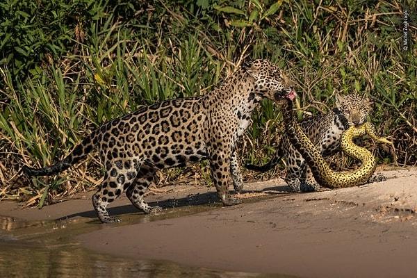 11. Yavrusuna avlanmayı öğreten bir jaguar:
