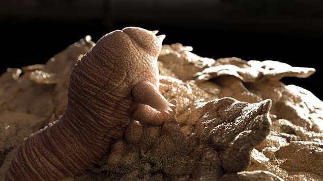 4. Yüzde yaşayan bir tür akar olan Demodex'lerin anüsleri yoktur. Öldüklerinde bir ömür boyu biriktirdikleri dışkıyı da yüzünüze bırakmış olurlar.