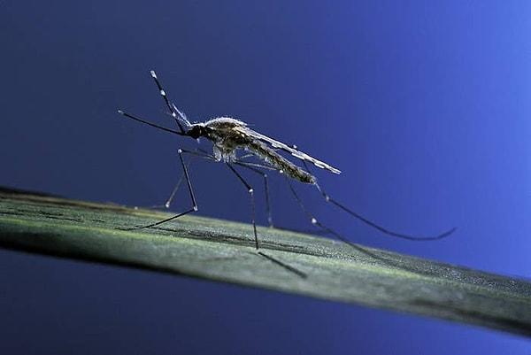10. Sivrisinekler kan grubunuzun ne olduğunu koklayarak anlayabilir.