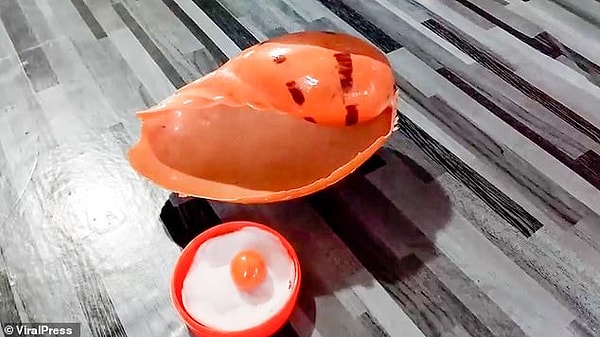 Они также купили полкило свежей рыбы, креветок и моллюсков, которых пожарили на раскаленных углях.