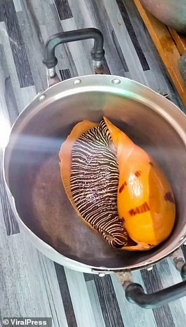 "Конечно, мы хотим убедиться, что это один из самых дорогих жемчужин, но у меня есть предчувствие, что мы могли бы заработать на этом много денег."