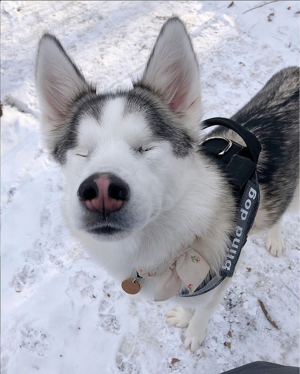 5. Маккензи так любит снег, что старается как можно больше времени проводить на улице, когда все вокруг белым-бело.