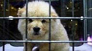 Rize'nin İkizdere İlçesinde Evcil Hayvan Satışı Yasaklandı: 'Bunlar Candır, Sahip Çıkılsın'
