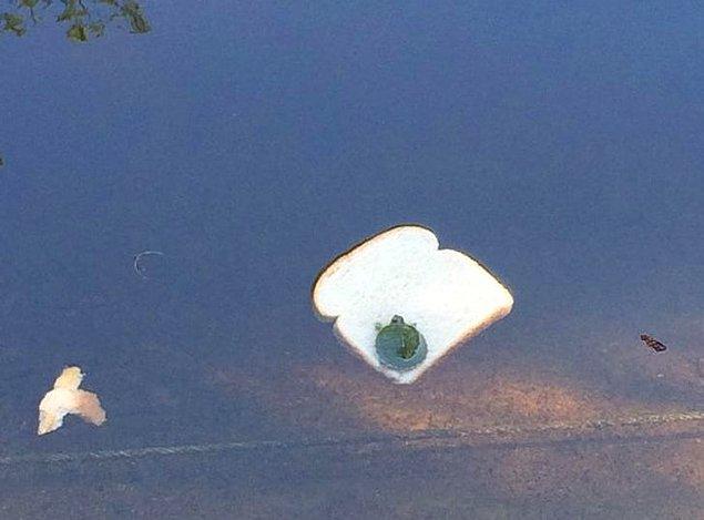 3. "Bu küçük kaplumbağa bir dilim ekmeğin üzerinde yüzüyor. "
