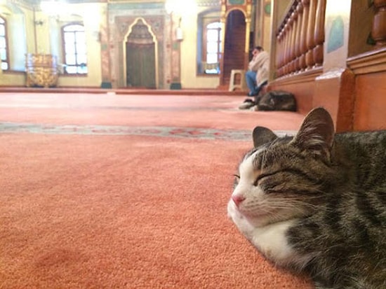 Türk Diyanet Vakfı'ndan İmamlara Çağrı: 'Kedi Sahiplenin'