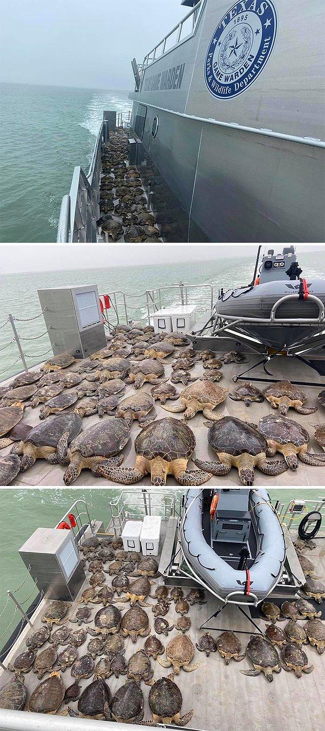 7. Texas Game Wardens, 141 deniz kaplumbağasını kurtardı.