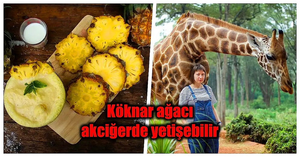 Kulağa Tamamen Saçma Gelmesine Rağmen Şaşırtıcı Bir Şekilde Gerçek Olan Birbirinden Enteresan 20 Bilgi