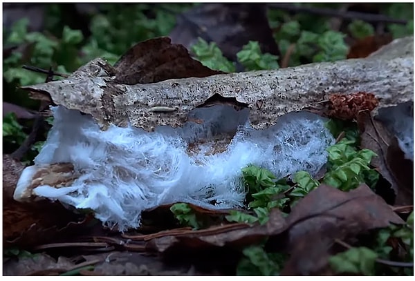 8. "Замороженные волосы".