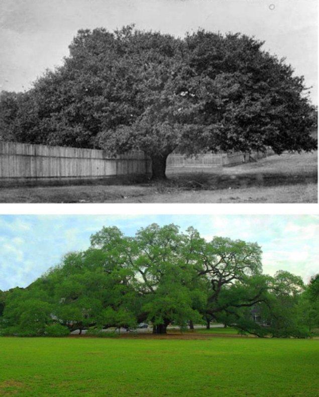 15. Dev Meşe Ağacı, Thomasville 1895 ve Günümüz