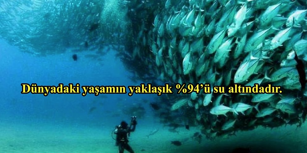 Öğrenmeye Sürekli Aç Olan Bünyelerin Bu Hafta Öğrenebileceği Kaş Kaldırıcı Bilgiler