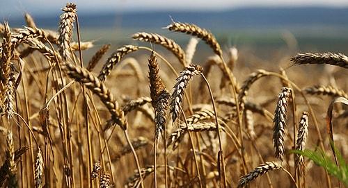 Türkiye, Buğday İthalatında Çin'i Bile Geride Bırakarak Dünya Rekoru Kırdı