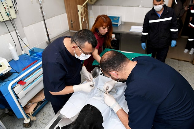 Sigorta şirketlerinin böyle bir destek sunmuyor olması sahipsiz hayvanları öylece sokakta bırakmak için bir sebep değil.