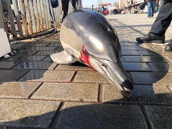 Karaköy İskelesi'nde Ölü Yunus Balığı Bulundu
