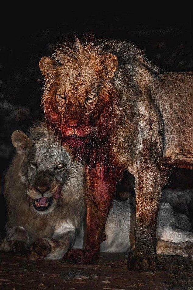 1. "Ürkütücü bakışlarıyla kanımızı donduran aslan kardeşler"