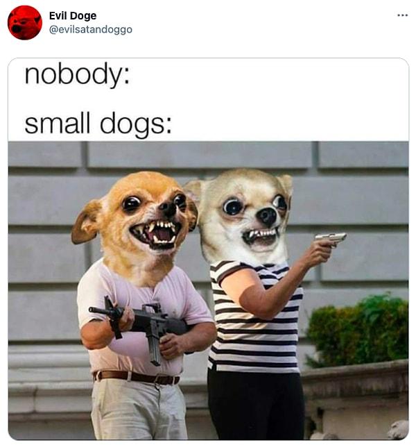 6. "Hiç kimse:      /     Küçük köpekler: "