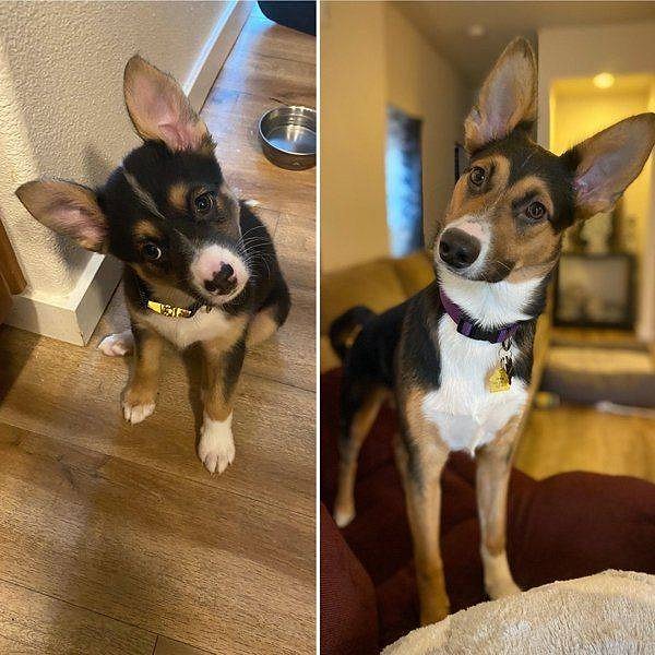 3. Уши остались теми же