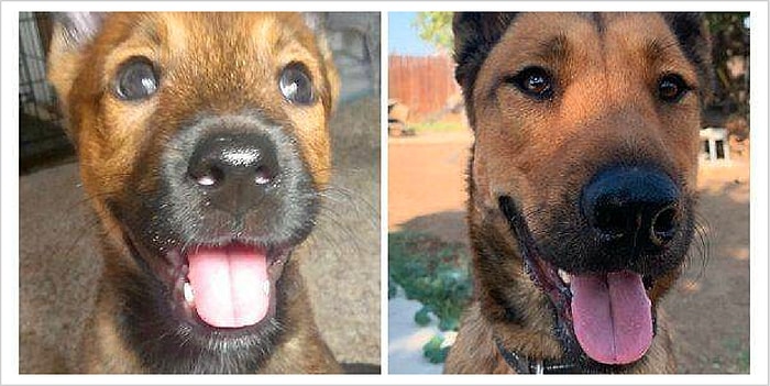 12 крошечных щенков, которые стремительно выросли в довольно крупных "хороших мальчиков"