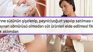 Anne Sütünden Yoğurt ve Peynir Yapıp Satılmasını Söyleyen Kullanıcının Herkesi Kızdıran İlginç Fikri
