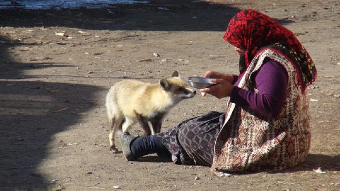 Acıktığında Evin Önüne Gelen Tilkiye 'Yonca' İsmini Veren Kadın ve İkilinin Muhteşem Anları