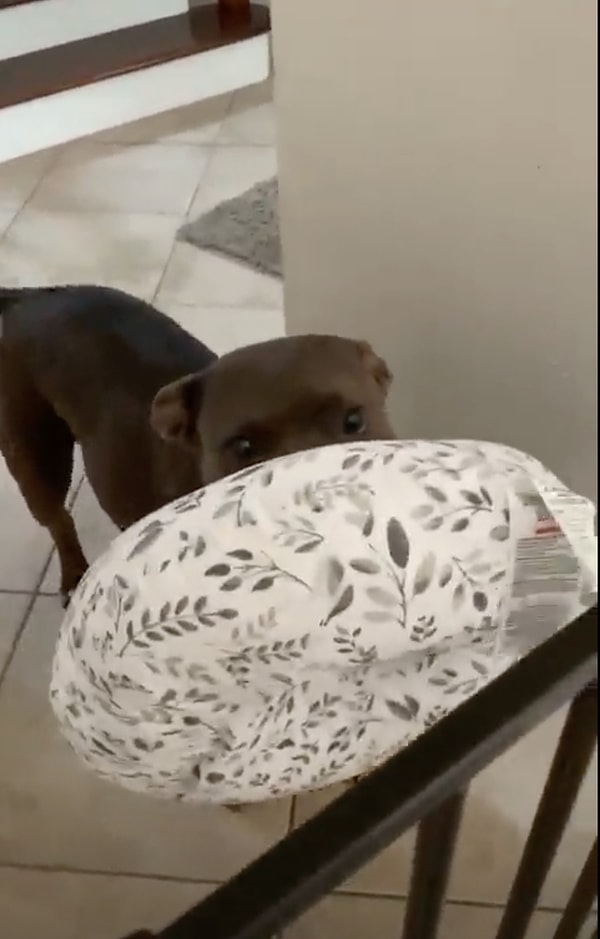 5. Но недавно забота Ремуса о своей младшей сестре вышла на новый уровень.