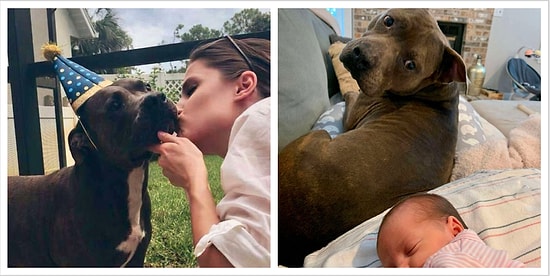 Лучшая четвероногая нянька: Заботливый питбуль помогает своей хозяйке ухаживать за новорожденным малышом