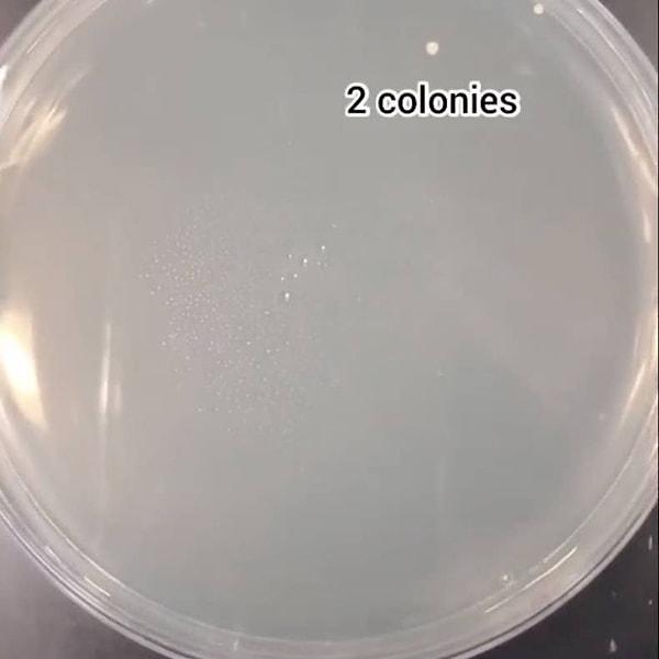 Karton süt kutusu: 2 bakteri kolonisi