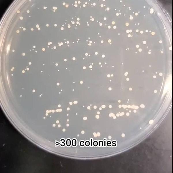 Paketlenmiş et: 300 bakteri kolonisi