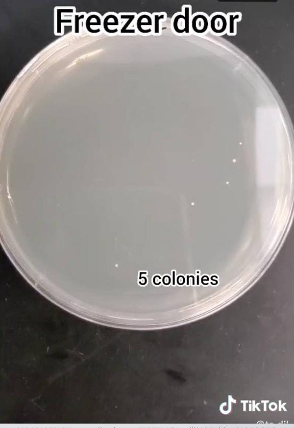 Dolap kapağı: 5 bakteri kolonisi