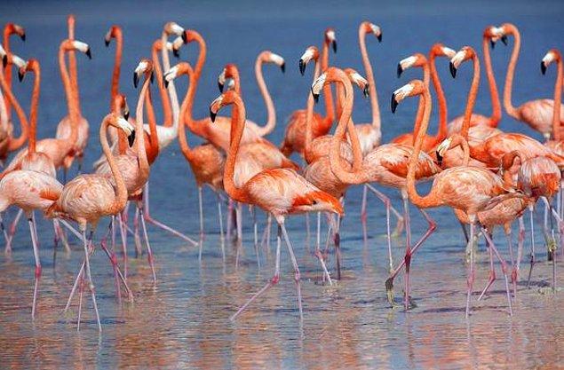 Tropikal iklimlerde bulunan flamingolar neden vücut sıcaklığını koruma ihtiyacı duyar?