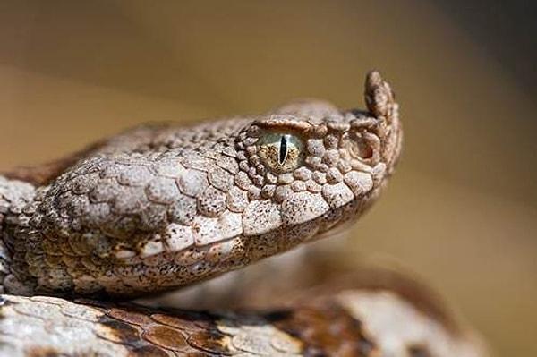 4. Aynı yılan türü, bölgesel olarak bulunduğu yere göre tamamen farklı bir zehir türüne sahip olabilir. Yani bir coğrafi bölgede işe yarayan panzehir, başka bir coğrafi bölgede işe yaramayabiliyor.