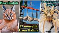 Daha Önce Hiçbirini Görmedik! Türkiye’de Yaşayan ama Şu Ana Kadar Çoğumuzun Karşılaşmadığı 16 Hayvan