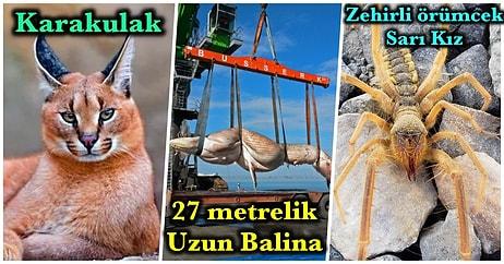Daha Önce Hiçbirini Görmedik! Türkiye’de Yaşayan ama Şu Ana Kadar Çoğumuzun Karşılaşmadığı 16 Hayvan