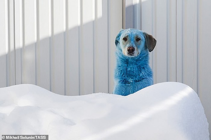 В Подольске, в одном из самых загрязненных городов России, собаки начали окрашиваться в розовый, зеленый и синие цвета