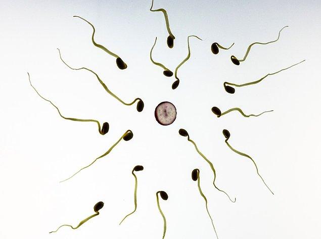 Öncelikle spermin ne olduğunu tanımlayarak başlayalım isterseniz.
