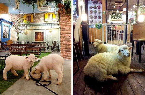 3. Tek başınızaysanız ve yanınızda biri olsun istiyorsanız, canlı koyunların olduğu bir kafede yemek yiyebilirsiniz.