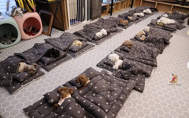 6. Kore'de köpekler için yapılmış bir anaokulu vardır. Bu anaokulunda uyku saati, yürüyüş saati gibi aktiviteler bulunuyor.