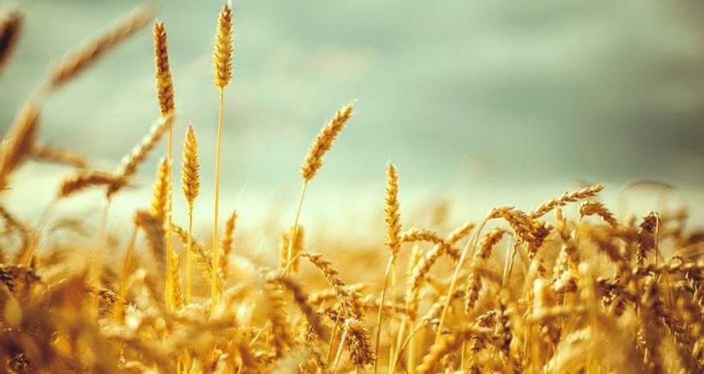 Trakya'da Kirlilik Alarmı: Buğday Tarlalarında Ağır Metal İzi