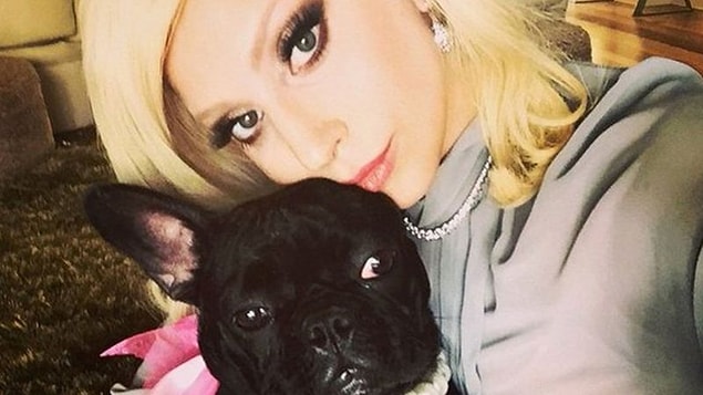 Lady Gaga'nın köpeklerinin saldırıda kasıtlı olarak mı hedef alındığı bilinmiyor.