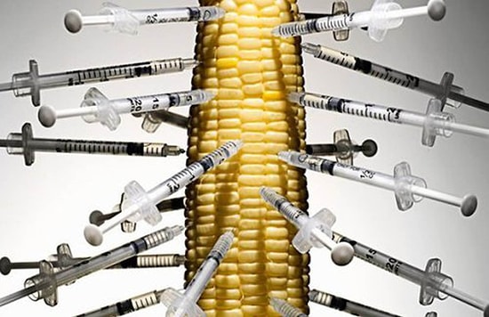 Tarım Bakanlığı, GDO'lu 1 Mısır ve 4 Soya Çeşidine Onay Verdi